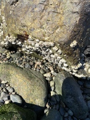 Semibalanus balanoides