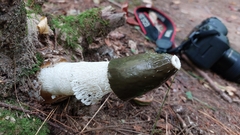 Phallus duplicatus