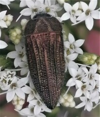 Acmaeodera cuprina