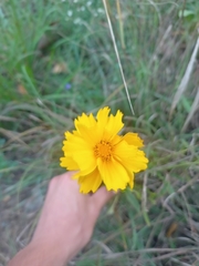 Coreopsis lanceolata