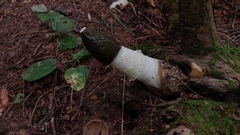 Phallus duplicatus