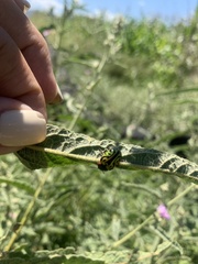 Calligrapha serpentina