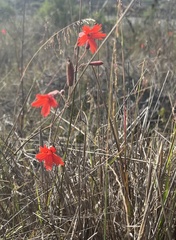 Silene laciniata laciniata