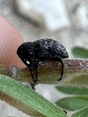 Chalcodermus aeneus