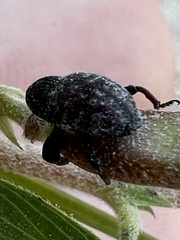 Chalcodermus aeneus