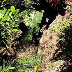 Pseudechis porphyriacus