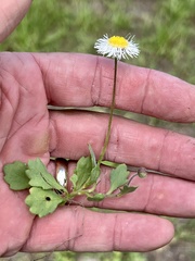 Erigeron procumbens