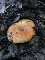 Lactarius croceus
