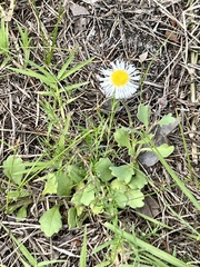 Erigeron procumbens