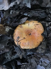 Lactarius croceus