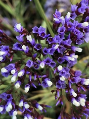 Limonium perezii