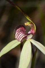 Caladenia fulva
