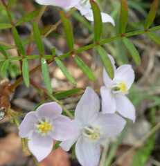 Boronia muelleri