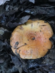 Lactarius croceus