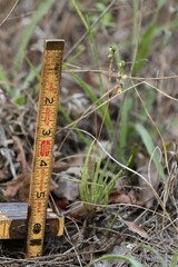 Phemeranthus rugospermus