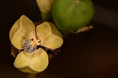 Phemeranthus rugospermus