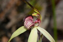 Caladenia fulva