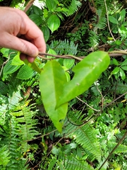 Hoya