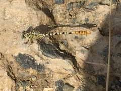 Onychogomphus flexuosus