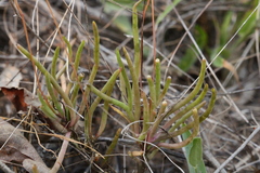 Phemeranthus rugospermus