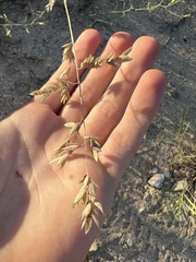 Eragrostis secundiflora