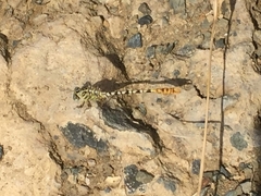 Onychogomphus flexuosus