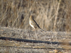 Rhopospina alaudina