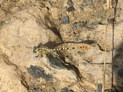 Onychogomphus flexuosus