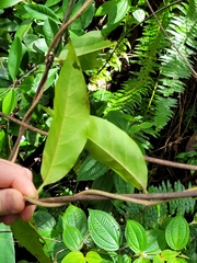 Hoya
