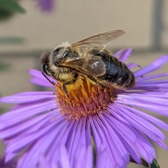 Apis mellifera