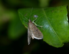 Herpetogramma phaeopteralis