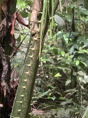 Elaeis guineensis