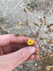 Deinandra paniculata
