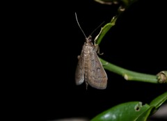 Herpetogramma phaeopteralis