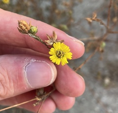 Deinandra paniculata