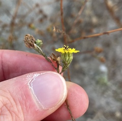 Deinandra paniculata