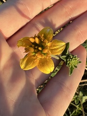 Sclerocarpus uniserialis