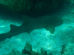 Ginglymostoma cirratum