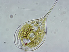 Phacus longicauda