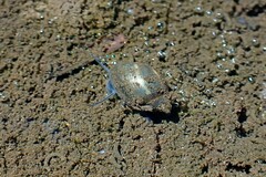 Physa