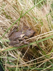 Litoria ewingii