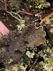 Peltigera lepidophora