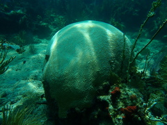 Pseudodiploria strigosa