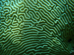 Pseudodiploria strigosa