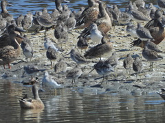 Anas crecca carolinensis