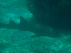 Ginglymostoma cirratum