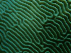 Pseudodiploria strigosa