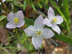 Boronia muelleri