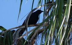 Corvus sinaloae