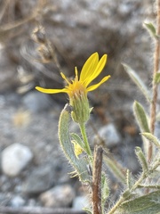 Heterotheca sessiliflora echioides